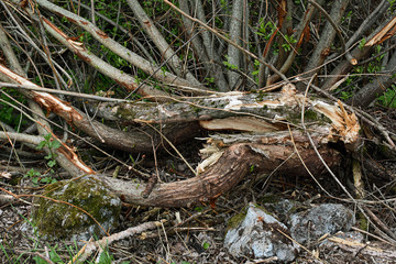 Fallen tree in the forest