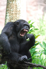 Obraz premium Chimpanzee Showing His Teeth off With His Mouth Open