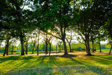Sunset light on tree with green meadow at city park
