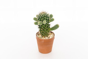 Cactus growing in pot