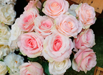 Pink roses background.