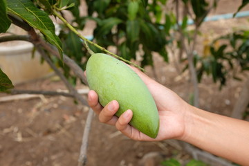 Hand of a woman holding a green mango fruit with some green leaves around from a mango tree.