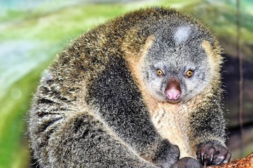 ANIMAL 1