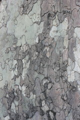 Bark Platan