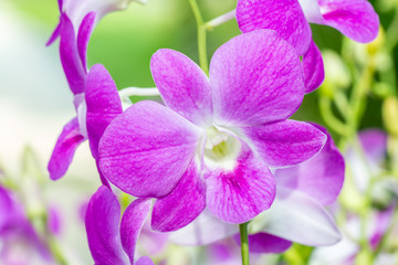 Beautiful purple orchid, Dendrobium.