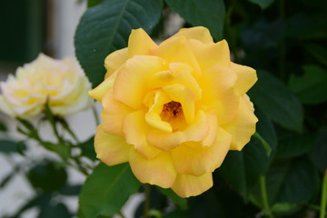 bush of yellow roses, yellow rose closeup