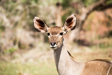 Kudu female