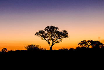 Fototapeta na wymiar Sunset in the bush