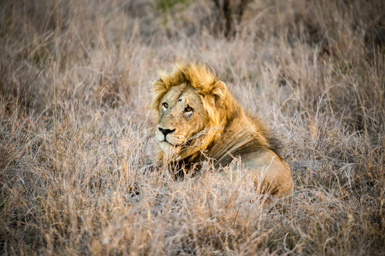 Battle scared Lion resting in the african bushveld