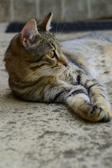 profile of a  tiger cat with yellow eyes lying under the car, cat on the left side of photo
