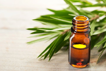 tea tree oil in the amber glass bottle and fresh tea tree leaves