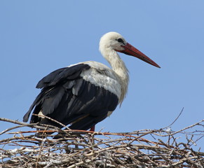 White Stork in nest, ciconia ciconia 
