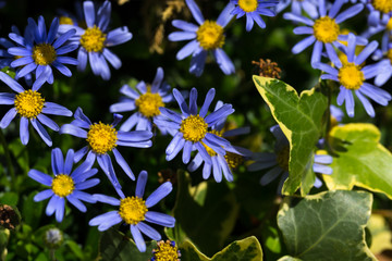 Blue daisies flowers in close up macro image with green leaves blurry background