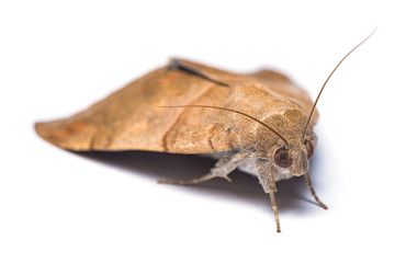 Corn stem borer moth isolated on white background.