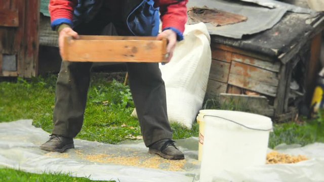 The farmer sifts the grain manually. Hands of the worker who sifts the grain of oats through a sieve. Hands of an elderly person. Disappearing profession concept