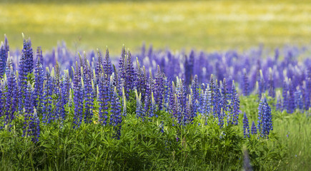 Blooming Lupine flowers - Lupinus polyphyllus - garden or fodder plant
