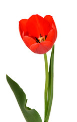 Beautiful Red Tulip Flower With Leaves Isolated On White Background