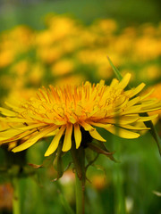 dandelion