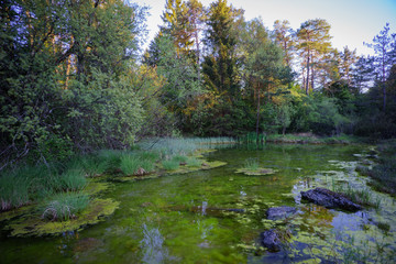 romantischer, wilder Teich mit Schilf und Wasserpflanzen am Waldrand, Siebentischwald, Augsburg