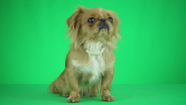 Funny pekinese looking at a green background