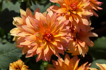 Chrysanthemum orange in close up macro image with green leaves blurry background