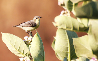 The purple sunbird (Cinnyris asiaticus) is a small Females are olive above and yellowish below. males appear all black and 