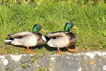 Couple of mallard duck walking in the river side in spring