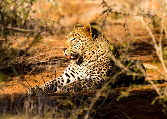 Leopard lapping up the sun