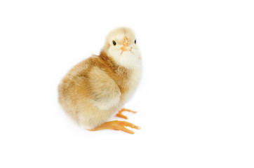 Small fluffy baby chick on limited