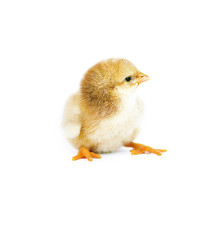 Small fluffy baby chick on limited
