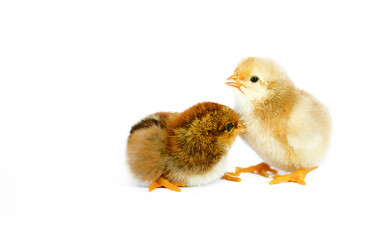 Small fluffy baby chick on limited