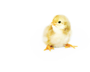 Small fluffy baby chick on limited