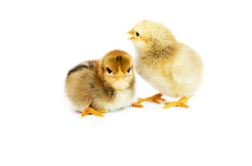 Obraz premium Small fluffy baby chick on limited