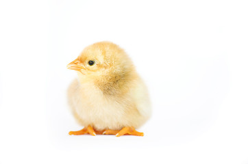 Small fluffy baby chick on limited