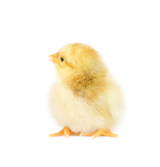 Small fluffy baby chick on limited