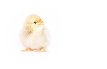 Small fluffy baby chick on limited