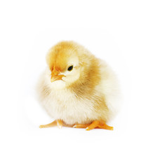 Fototapeta premium Small fluffy baby chick on limited