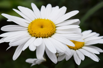 Obraz premium chamomile flowers nature
