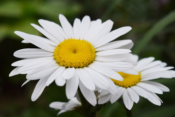 Fototapeta premium chamomile flowers nature