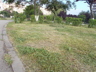 Landscape with trees and green fences