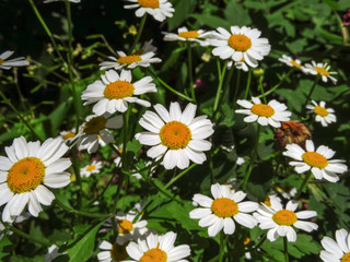 Blooming chamomiles background