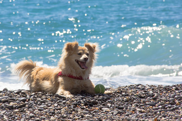 Cene al mare © Lunipa
