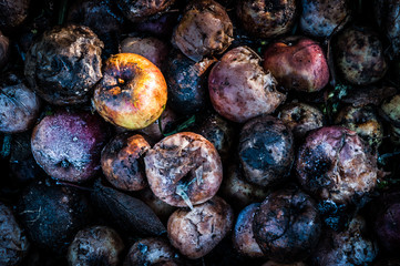Rotten apples