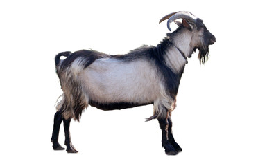 Gray goat on a white background