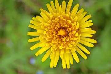 Fiore giallo tarassaco