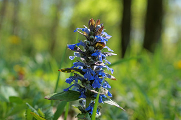 Fiore viole azzurro di campo