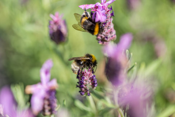 Two furry bumblebees bees collecting nectar from a lilac purple flower