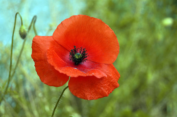 Fototapeta premium Fotografia macro di papavero rosso con sfondo prato verde