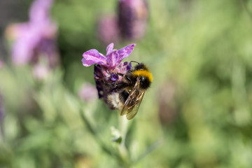 Furry bumblebee collecting nectar from a lilac purple flower