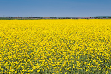 Yellow field of rapeseed in bloom 